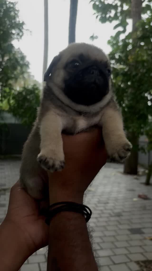 Pug Puppy, farm video