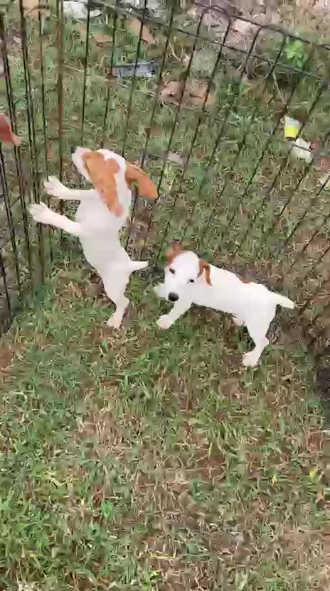 Pitbull Terrier Puppy, farm video