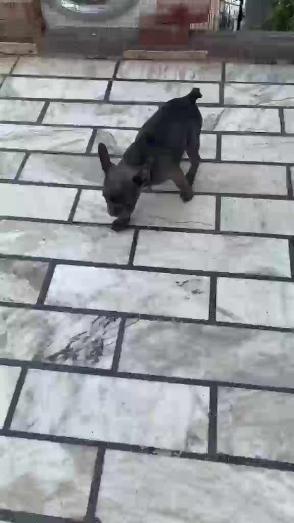 French Bulldog Puppy | White, farm video