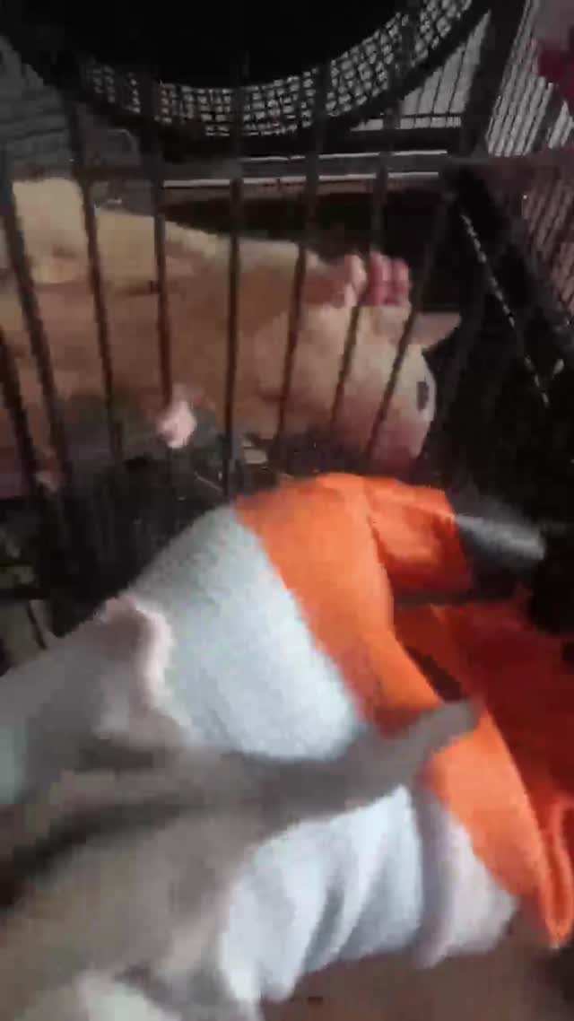 Sugar Glider | White (Lucy), farm video