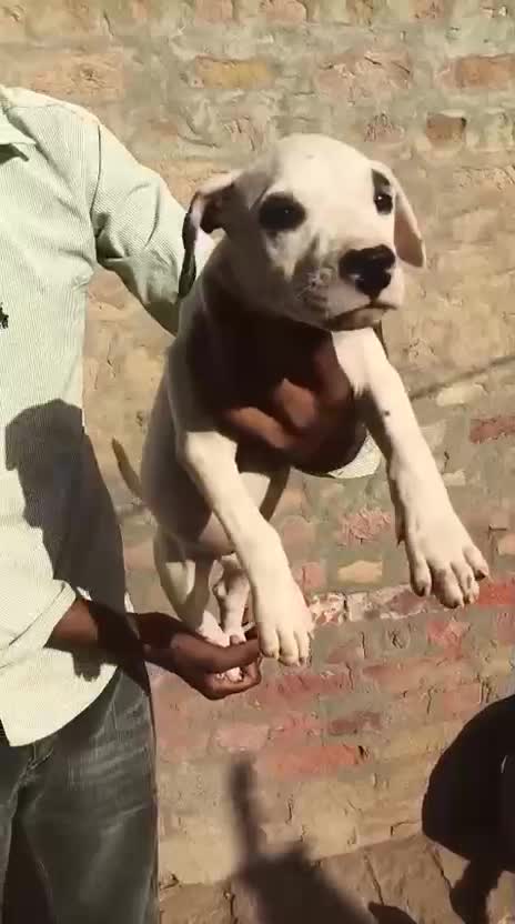 Pitbull Terrier Puppy, farm video