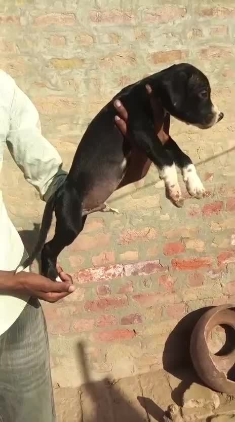 Pitbull Terrier Puppy, farm video