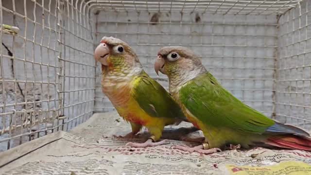Pineapple Headed Conure, farm video