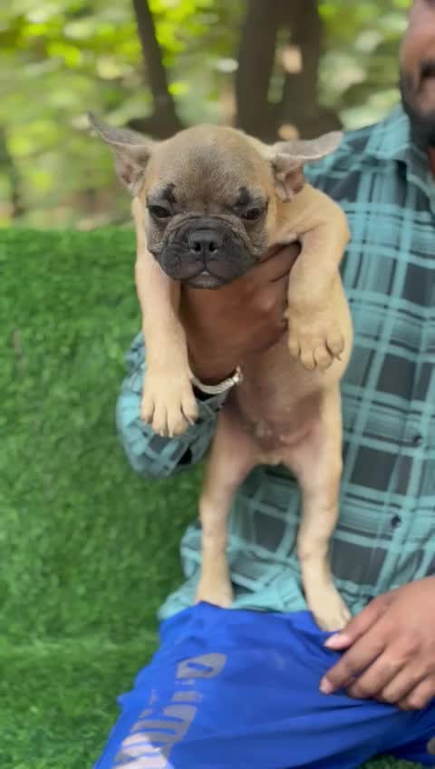 French Bulldog at an affiliated farm in Nashik, Maharashtra