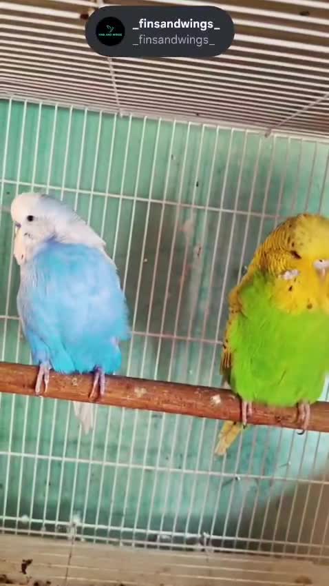 Budgies, farm video