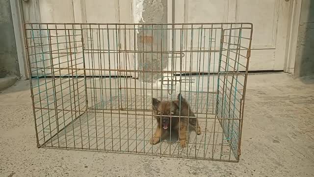 Pomeranian Puppy, farm video
