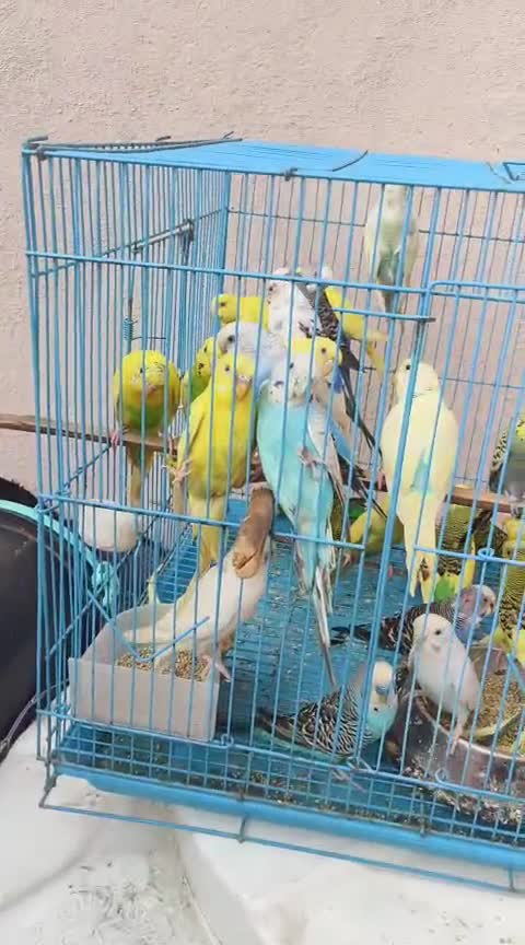 Budgies, farm video