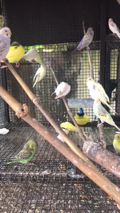 Budgies, farm video