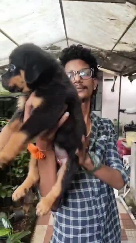 German Shepherd Puppy, farm video