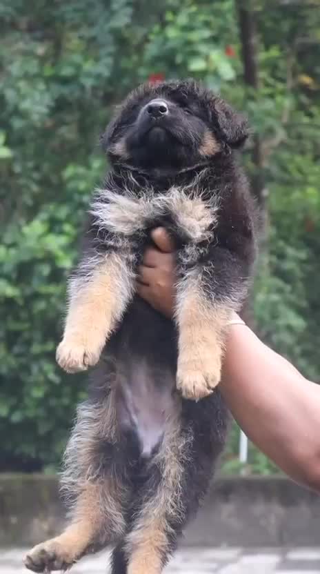 German Shepherd Puppy, farm video