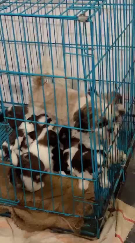 Shih Tzu | Black Color, farm video