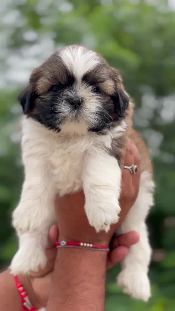 Shih Tzu | Black Color, farm video