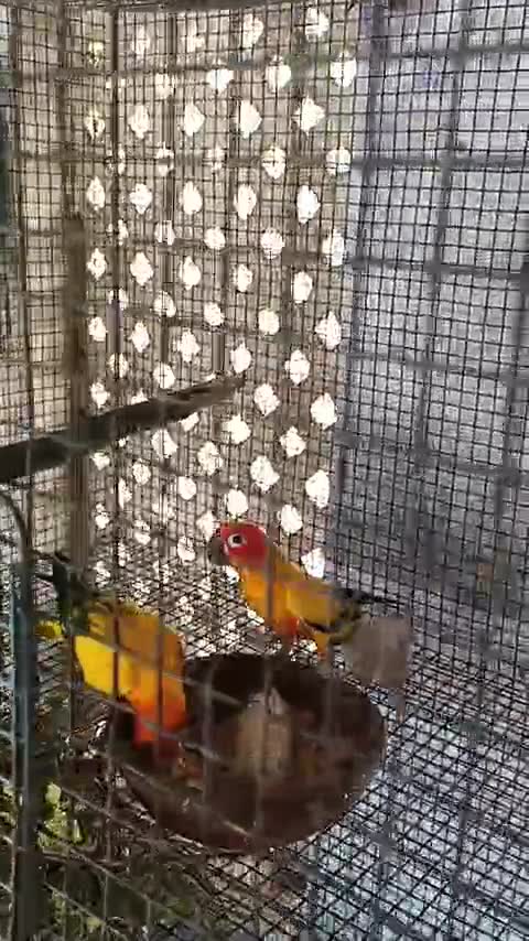 Sun Conure, farm video