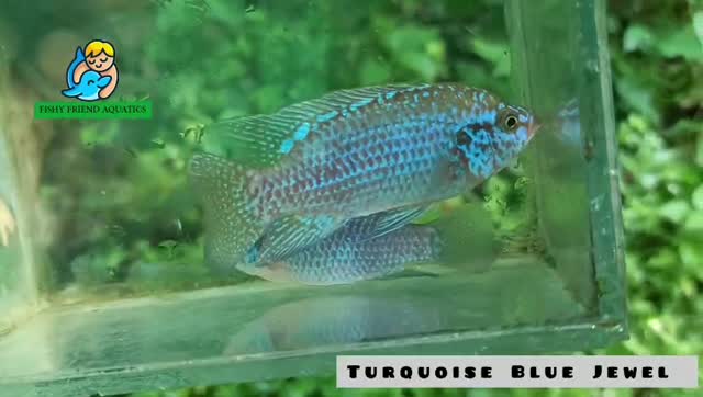 Blue Sided | Turquoise Conure, farm video