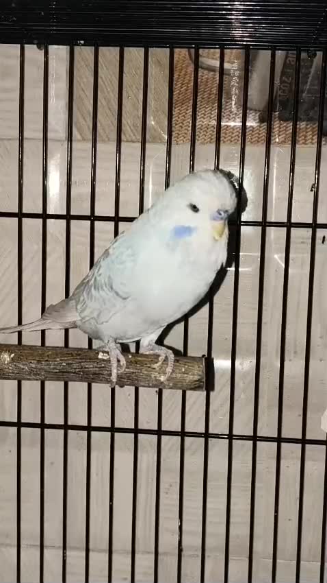 Budgies, farm video