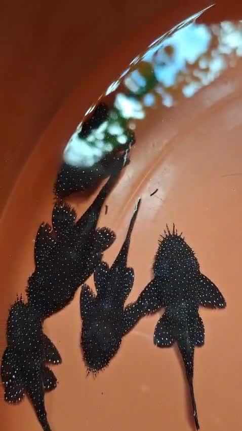 Pleco, farm video