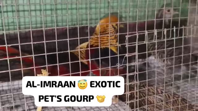 Golden Pheasant, farm video