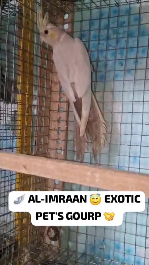 Cockatiel, farm video