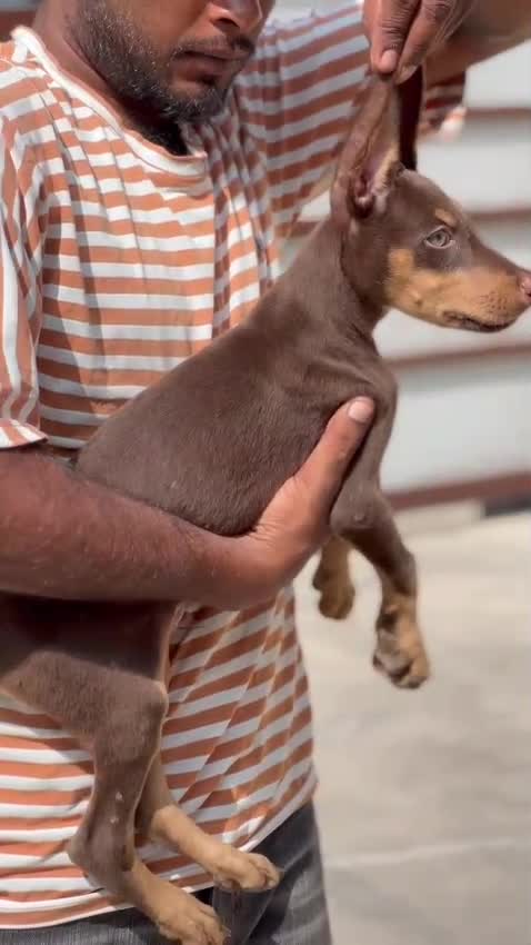 Doberman Pinscher Puppy, farm video