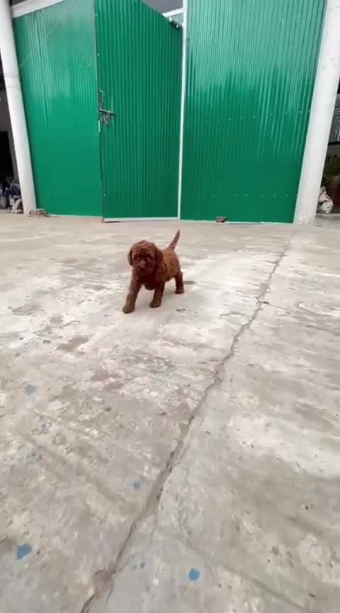 Toy Poodle Puppy, farm video