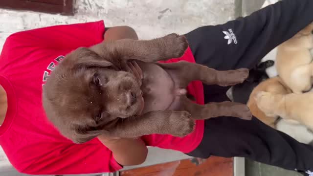 Beagle Black & Tan Puppy, farm video
