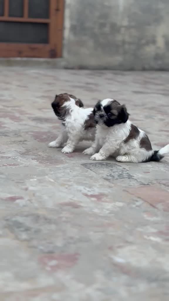 Shih Tzu | Black Color, farm video
