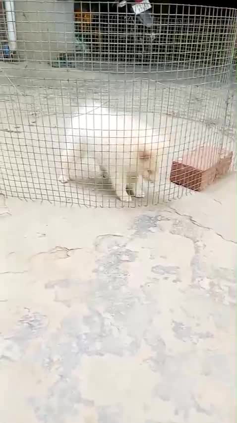 Pomeranian Puppy | Black Color, farm video