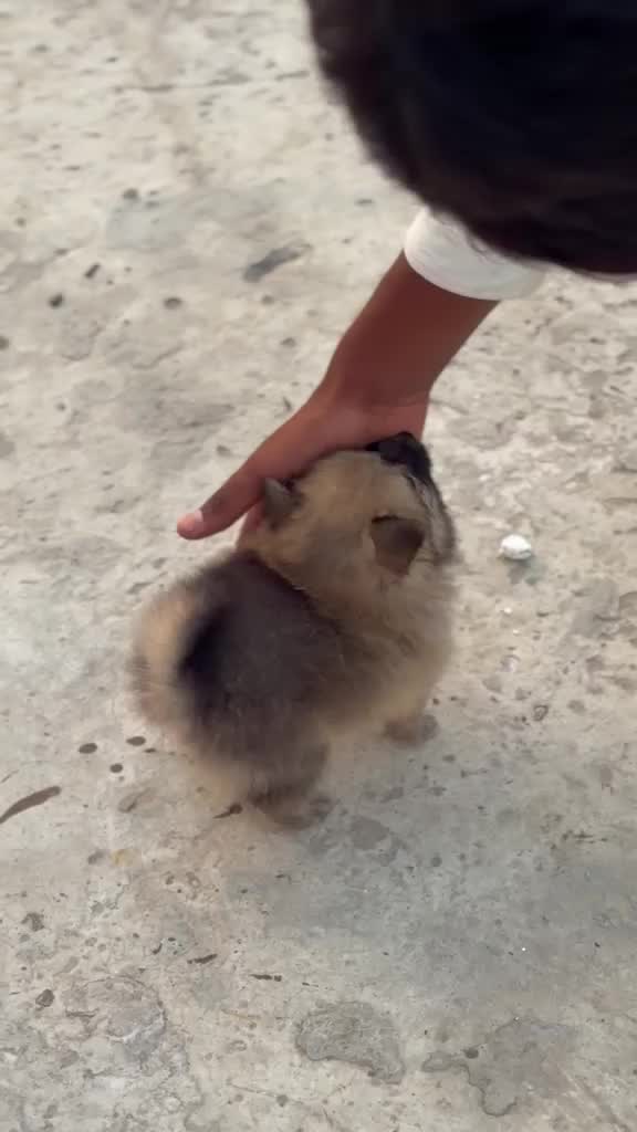 Pomeranian Puppy, farm video