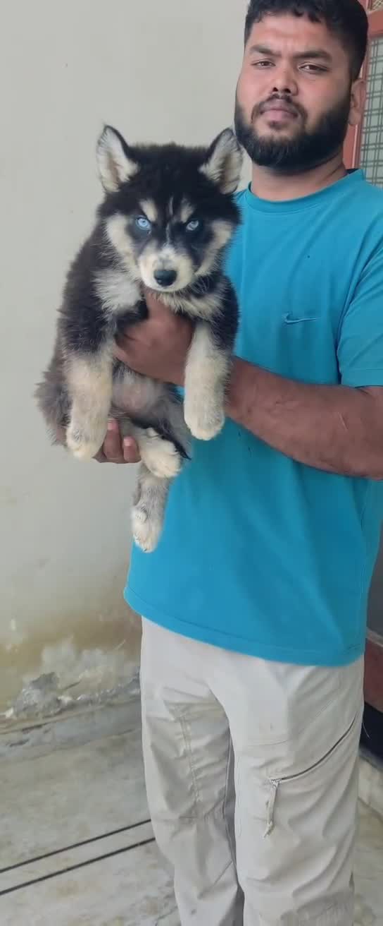 Siberian Husky Puppy | Black & White Color, farm video