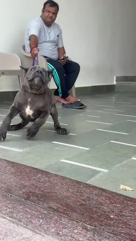 Cane Corso Puppy, farm video