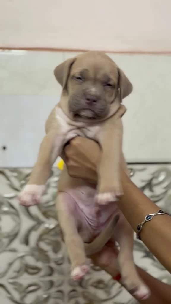 American Bully Pocket Size Puppy, farm video
