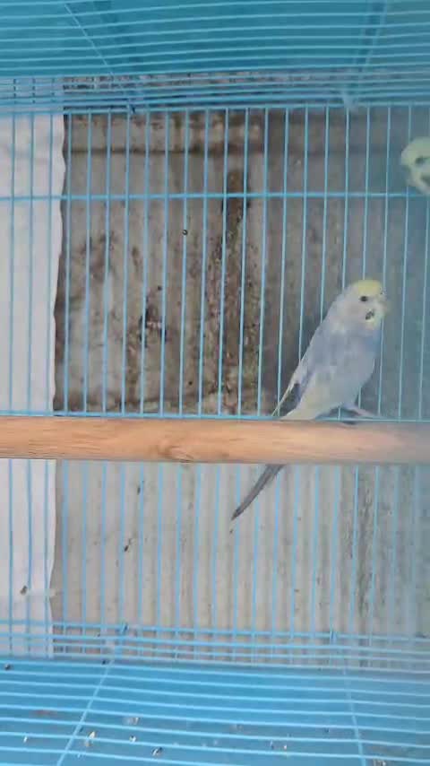 Budgies, farm video