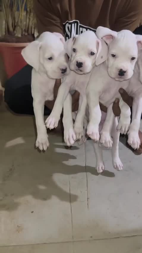 Boxer Puppy, farm video