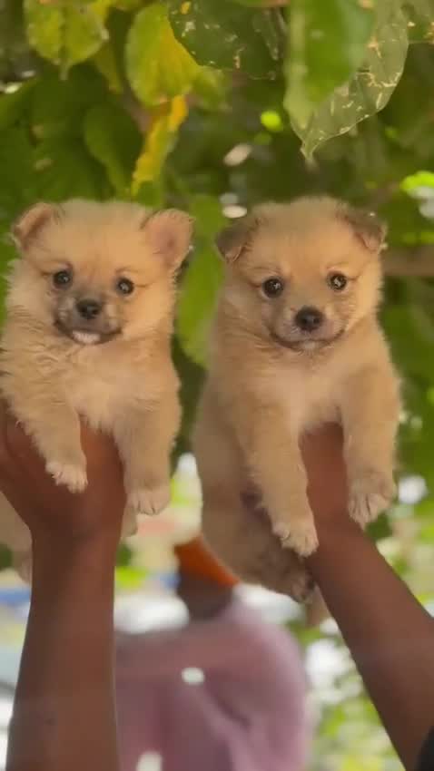Pomeranian Puppy, farm video