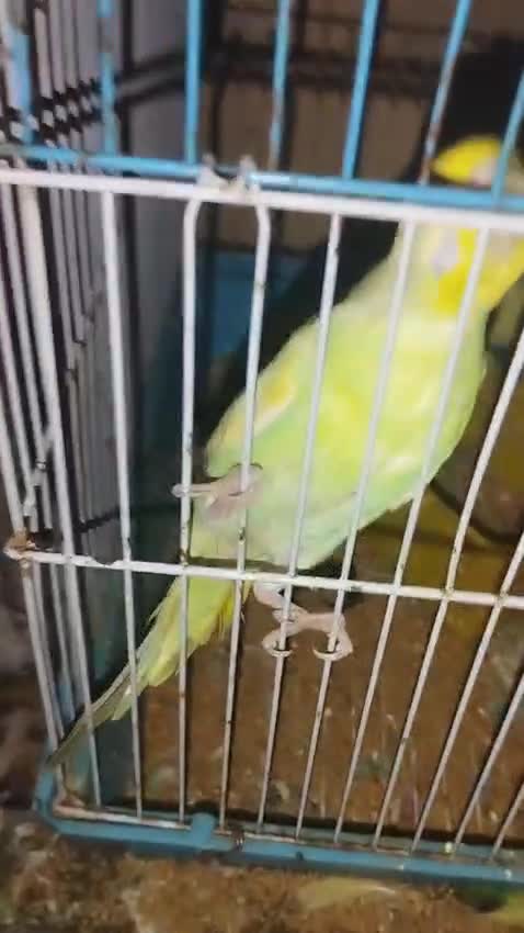 Budgies, farm video