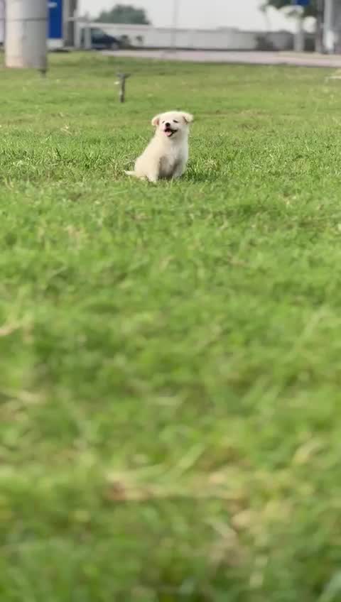 Pomeranian Puppy, farm video