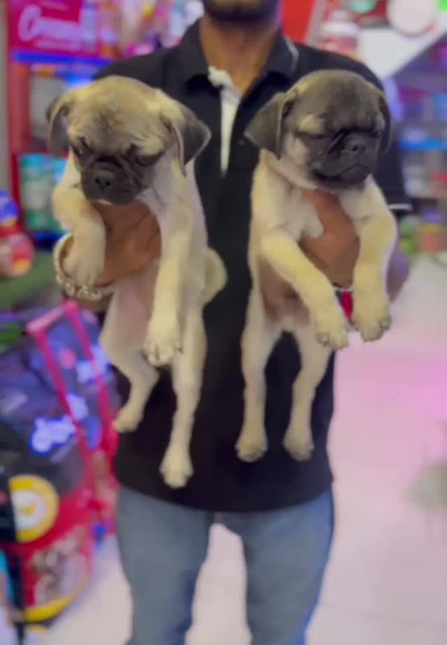 Pug Puppy, farm video