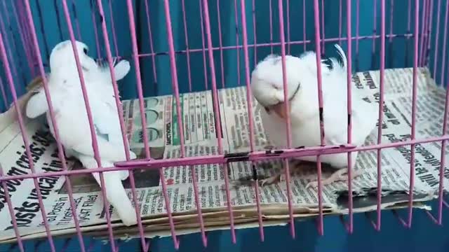 Homer Pigeon, farm video