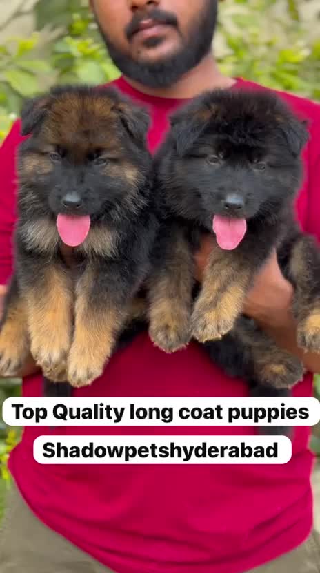German Shepherd Puppy, farm video
