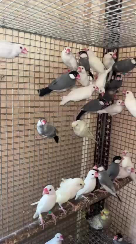 Java Sparrow, farm video