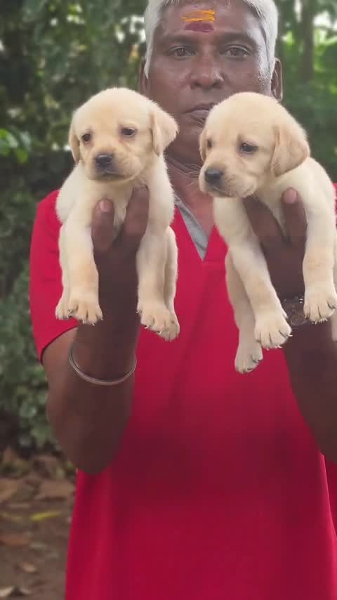 Beagle Black & Tan Puppy, farm video