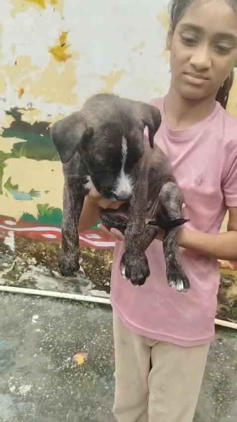 Pitbull Terrier Puppy, farm video