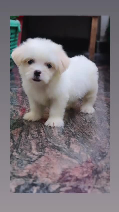 Lhasa Apso Puppies, farm video