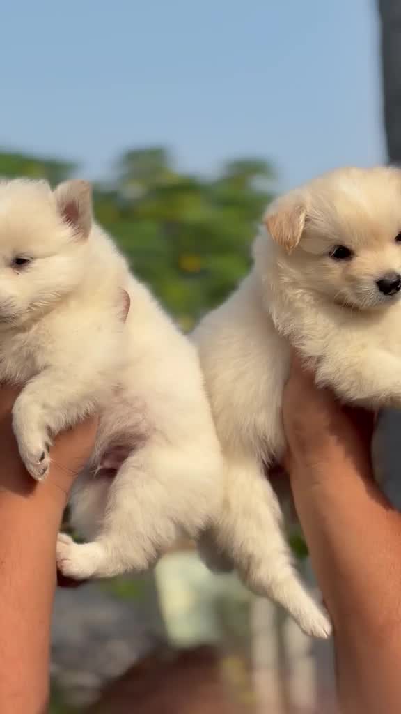 Pomeranian Puppy, farm video