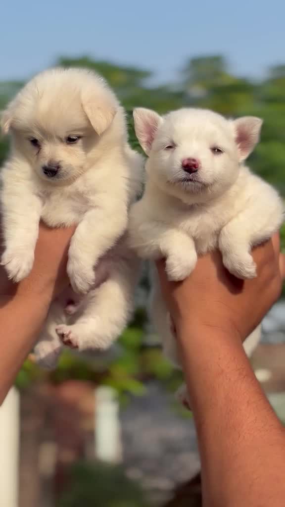 Pomeranian Puppy, farm video
