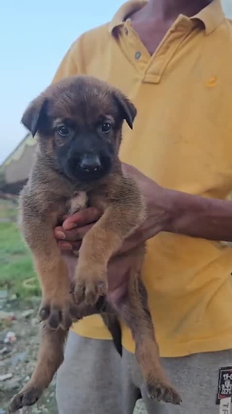 Belgian Malinois Puppy, farm video