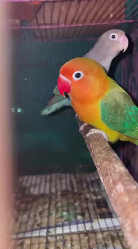 African Love Birds, farm video