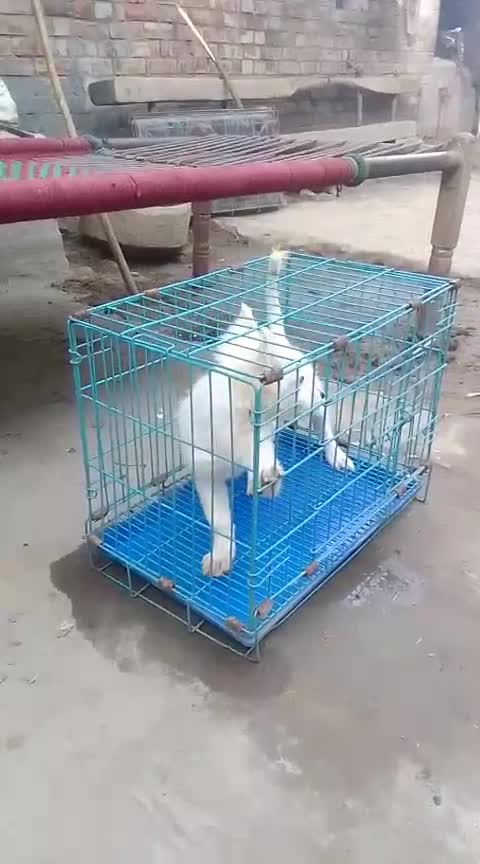 Pomeranian Puppy, farm video