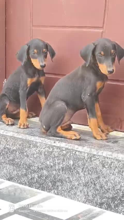 Doberman Pinscher Puppy, farm video