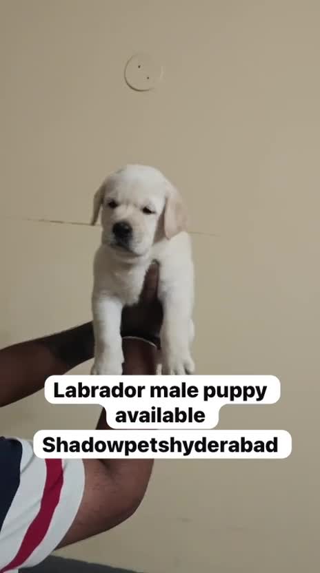 Beagle Black & Tan Puppy, farm video